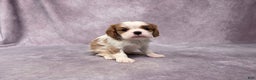 Cavalier King Charles Spaniel dogs for sale: Seth - Ad 2