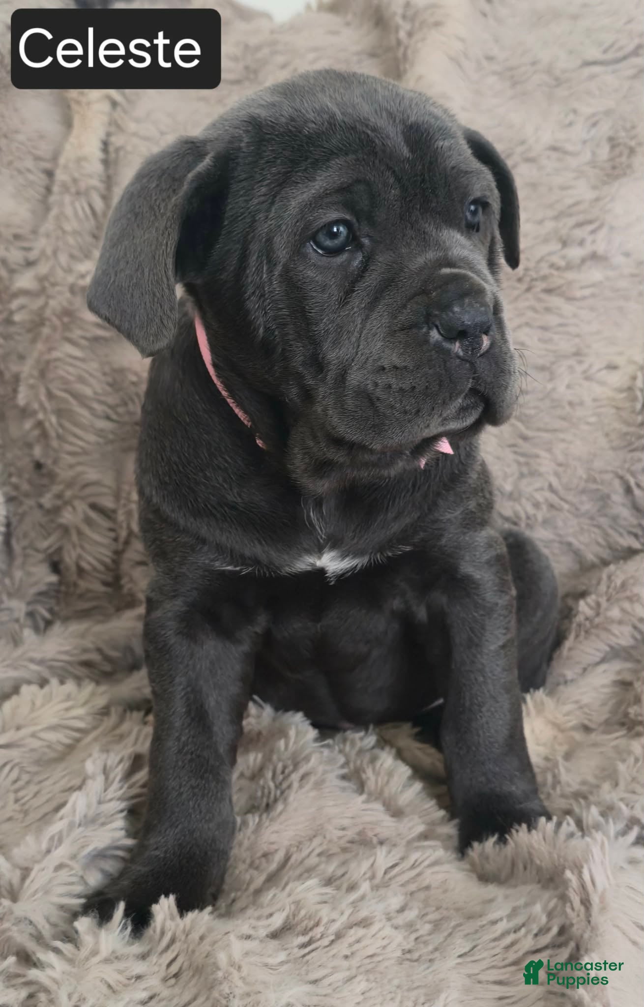 Cane Corso dogs Celeste - Ad 2