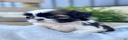Shih Tzu dogs for sale: AKC Lyla - Ad 8