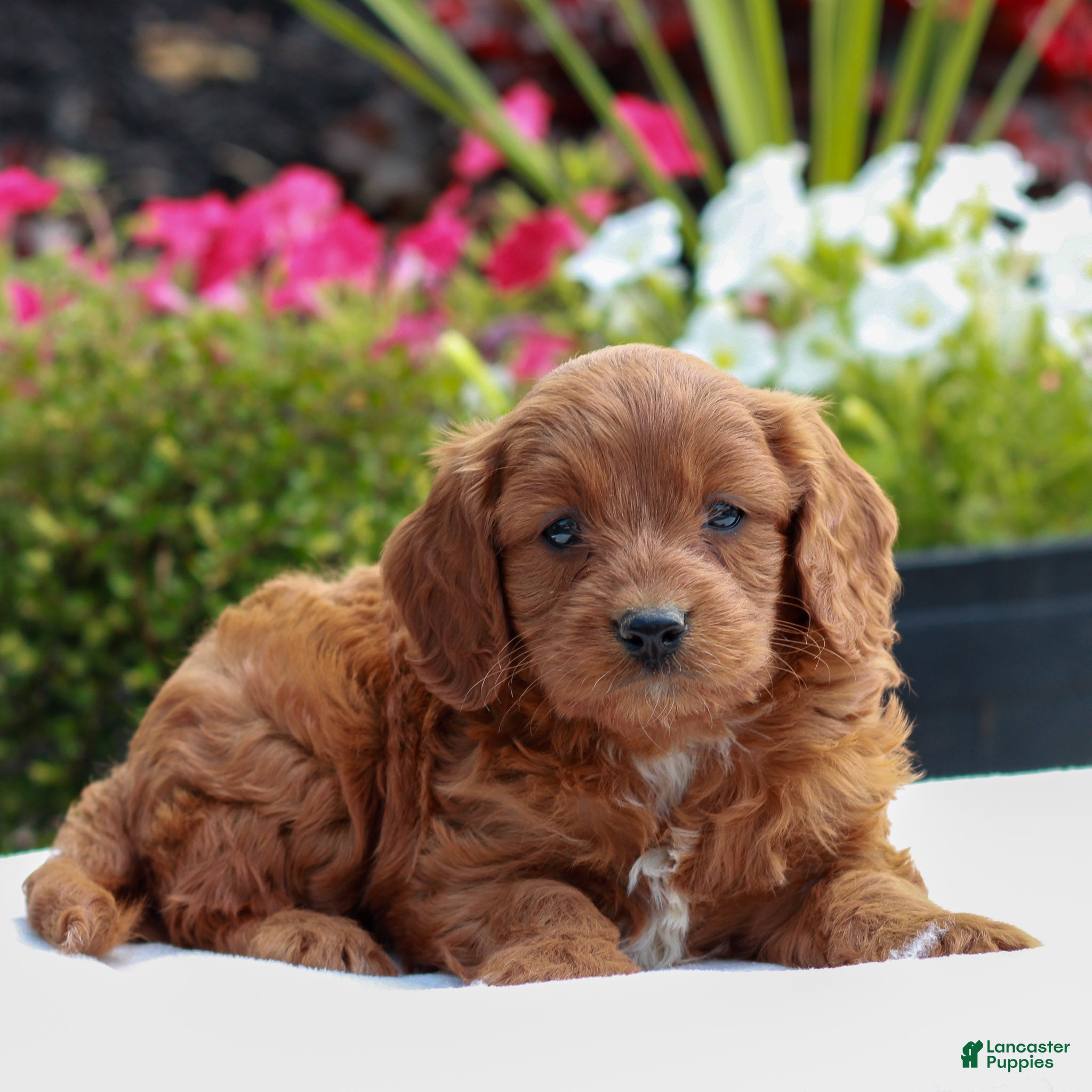 Mini Goldendoodle dogs for sale: Van  - Ad 2