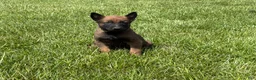 Belgian Malinois dogs for sale: Houston - Ad 3