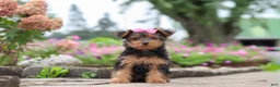 Yorkiepoo dogs for sale: Poppy - Ad 23