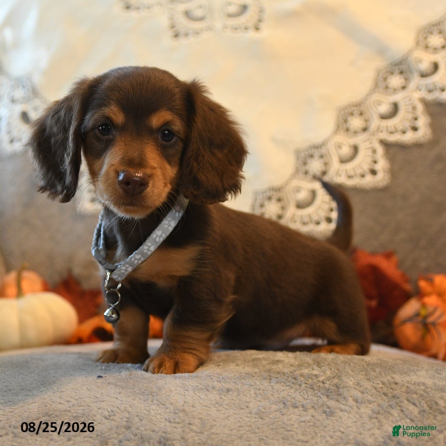 Dachshund dogs Prancer - Ad 1