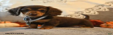 Prancer