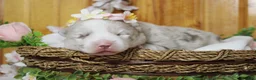Pomsky dogs for sale: Muffy  - Ad 4