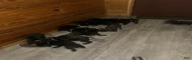 Mixed Breed 4