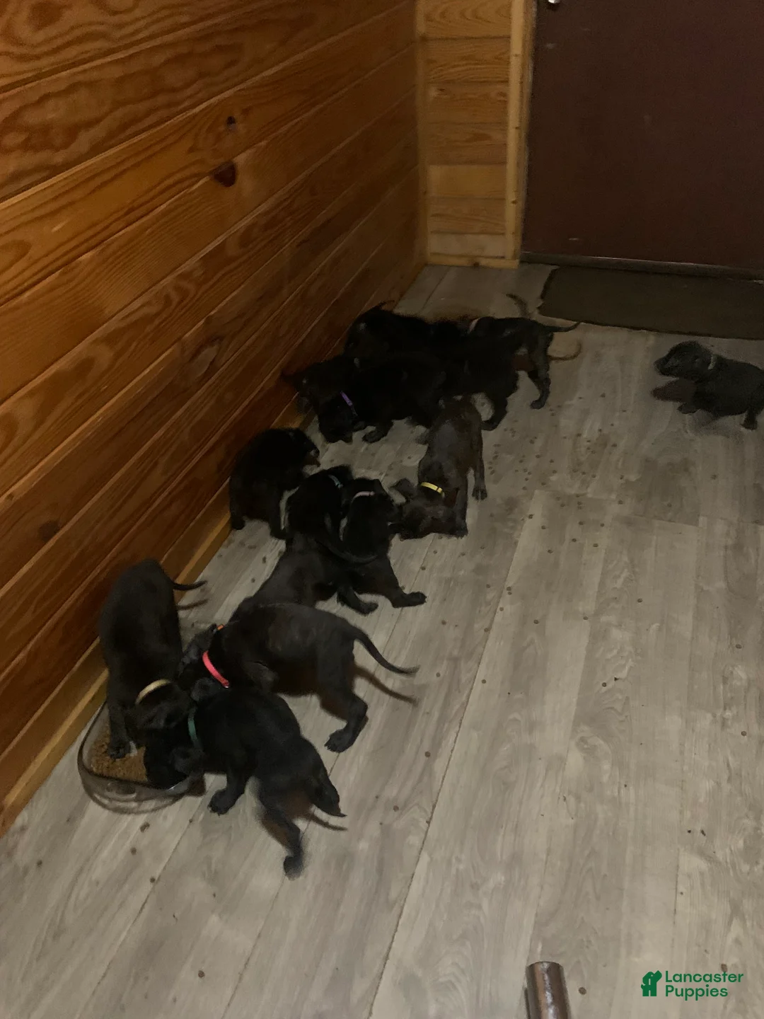 Mixed Breed dogs for sale: Mixed Breed 4 - Ad 1