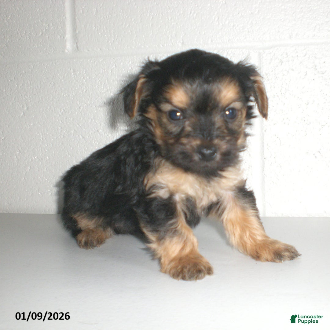 Yorkiepoo dogs for sale: Theo - Ad 21