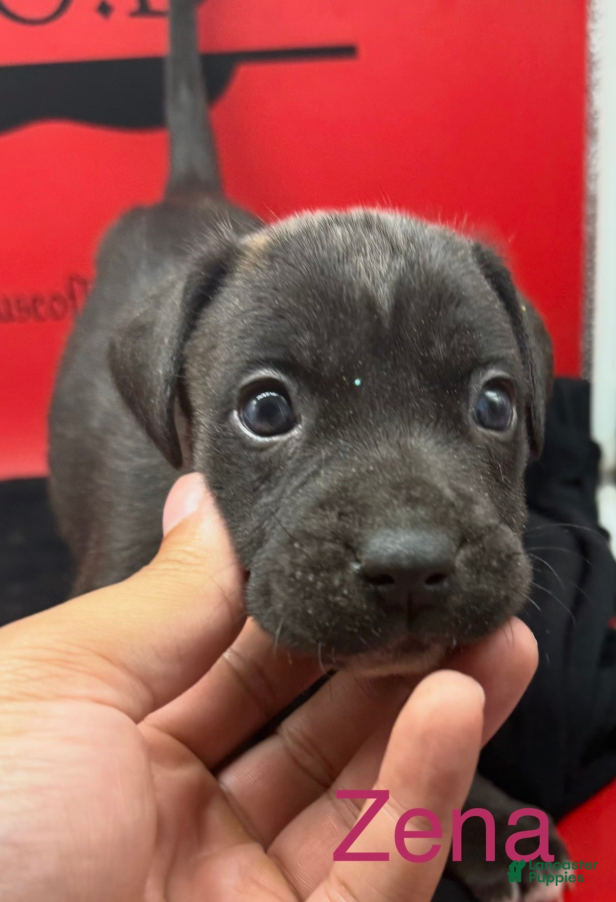 Cane Corso dogs Zena - Ad 1