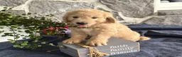 Goldendoodle dogs for sale: Nelson - Ad 8