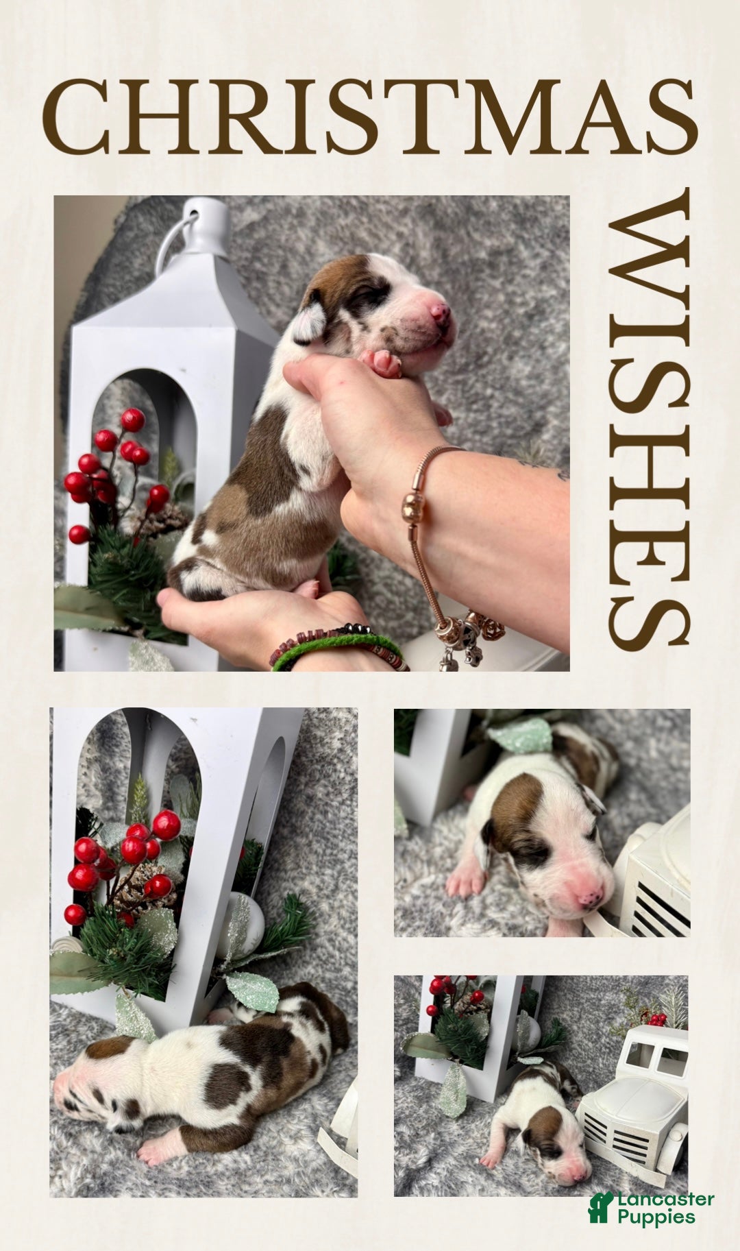 Great Dane dogs for sale: Hermione - Ad 1