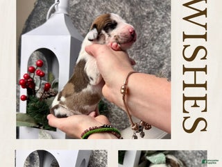 Great Dane dogs Hermione - Ad 30