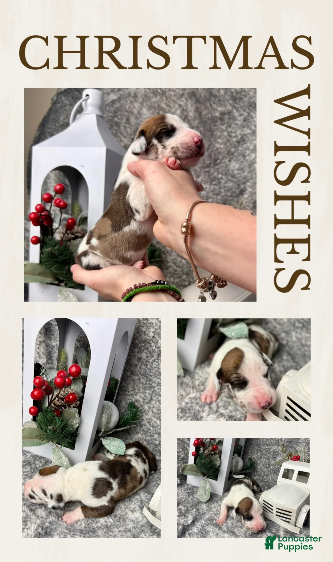 Great Dane dogs for sale: Fawnquin (Heavy Euro) - Ad 12