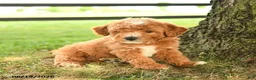 Mini Goldendoodle dogs for sale: Flynn - Ad 4