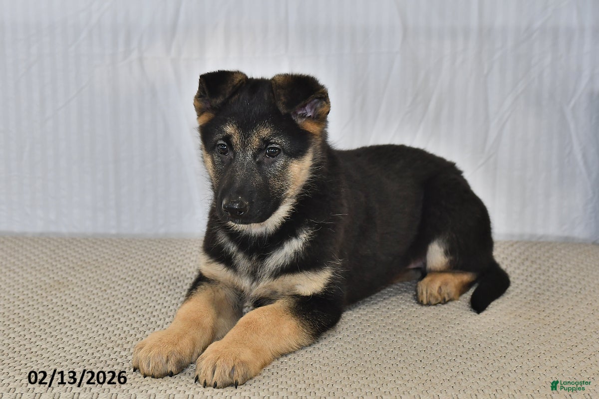 German Shepherd dogs Rain - Ad 2