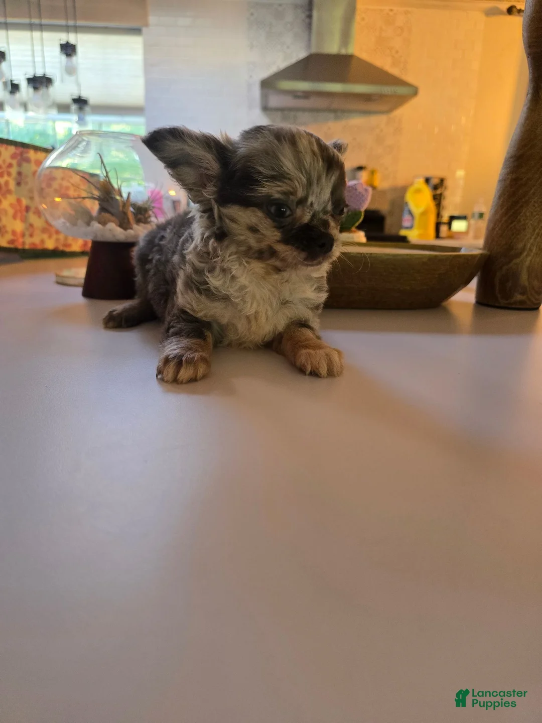 Chihuahua dogs for sale: Jake - Ad 2