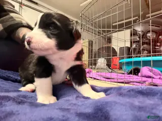 Australian Shepherd dogs Australian Shepherd Puppy- Nico - Ad 1