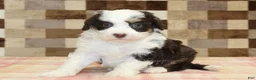 Mini Bernedoodle dogs for sale: Hershey - Ad 4