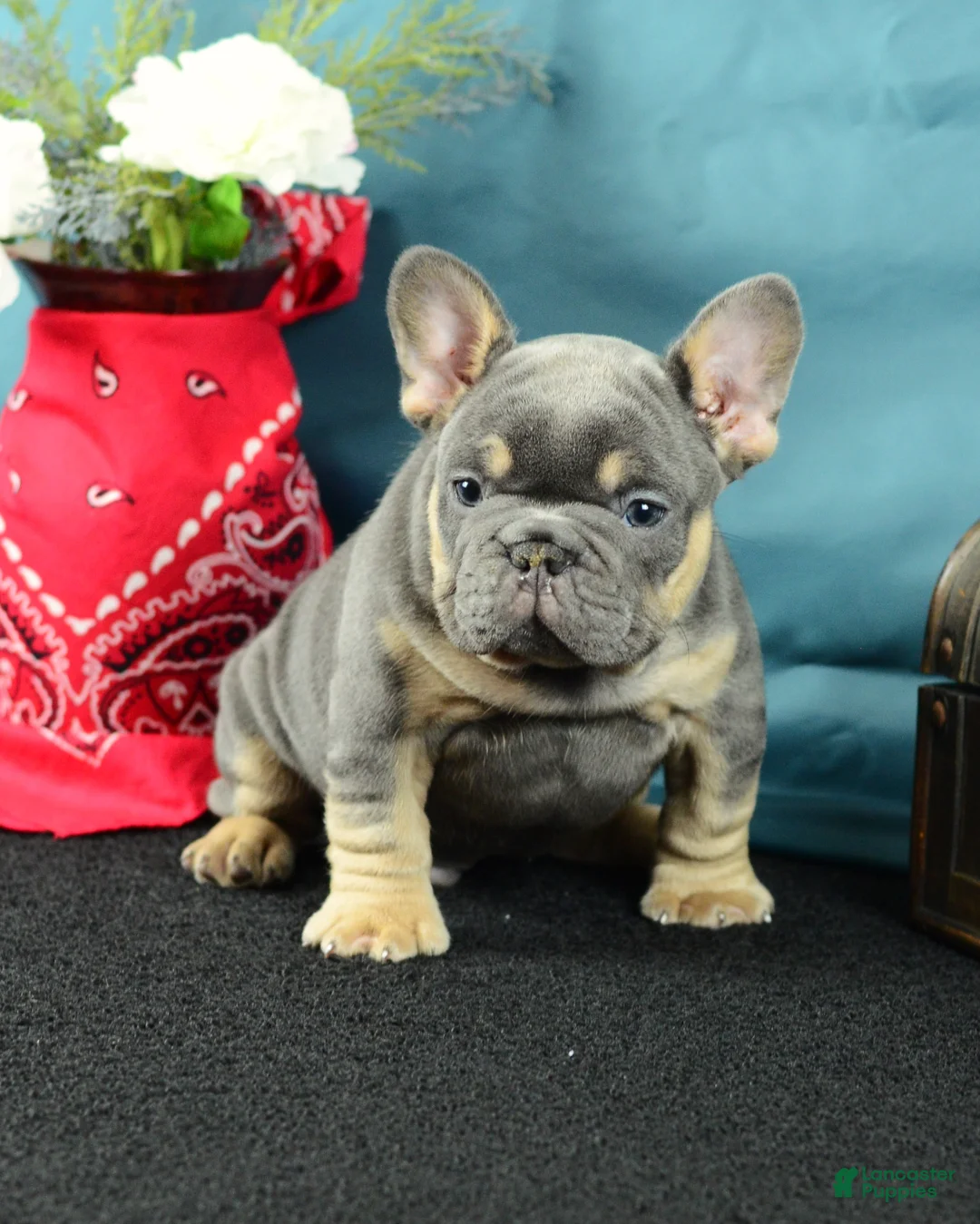 French Bulldog dogs for sale: 120 Theo - Ad 2