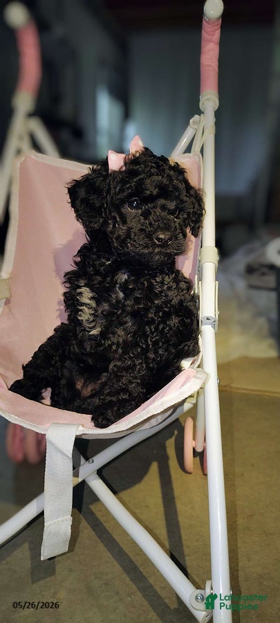 Miniature Poodle dogs Sweetie - Ad 2