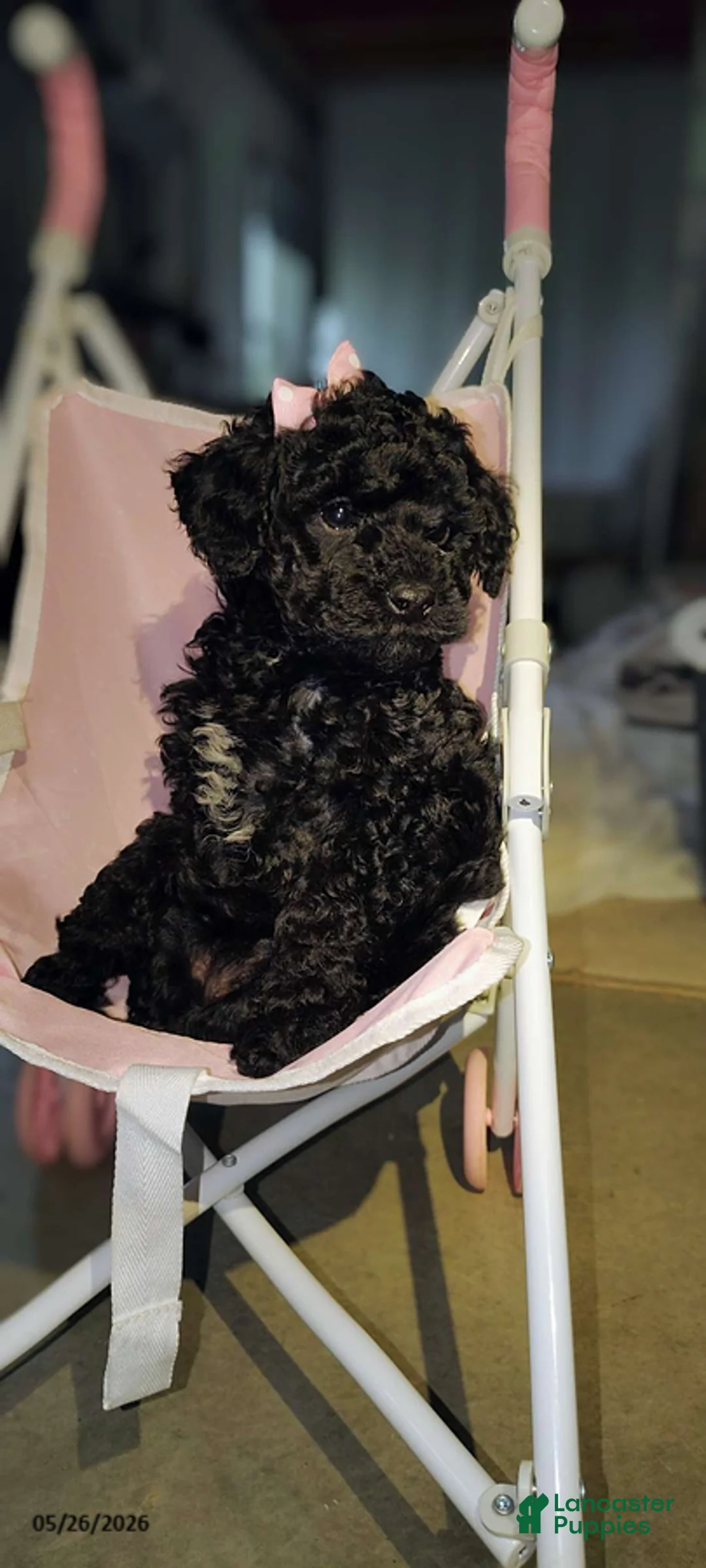 Miniature Poodle dogs for sale: Sweetie - Ad 2