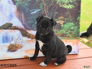 Pug dogs Oreo - Ad 24