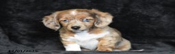 Dachshund dogs for sale: Shawn - Ad 6