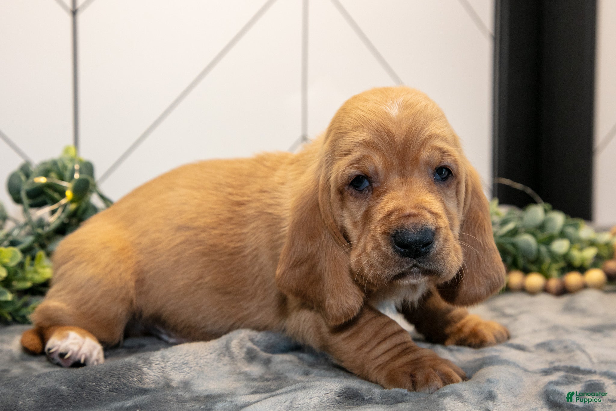 Basset Hound dogs Darwin - Ad 2