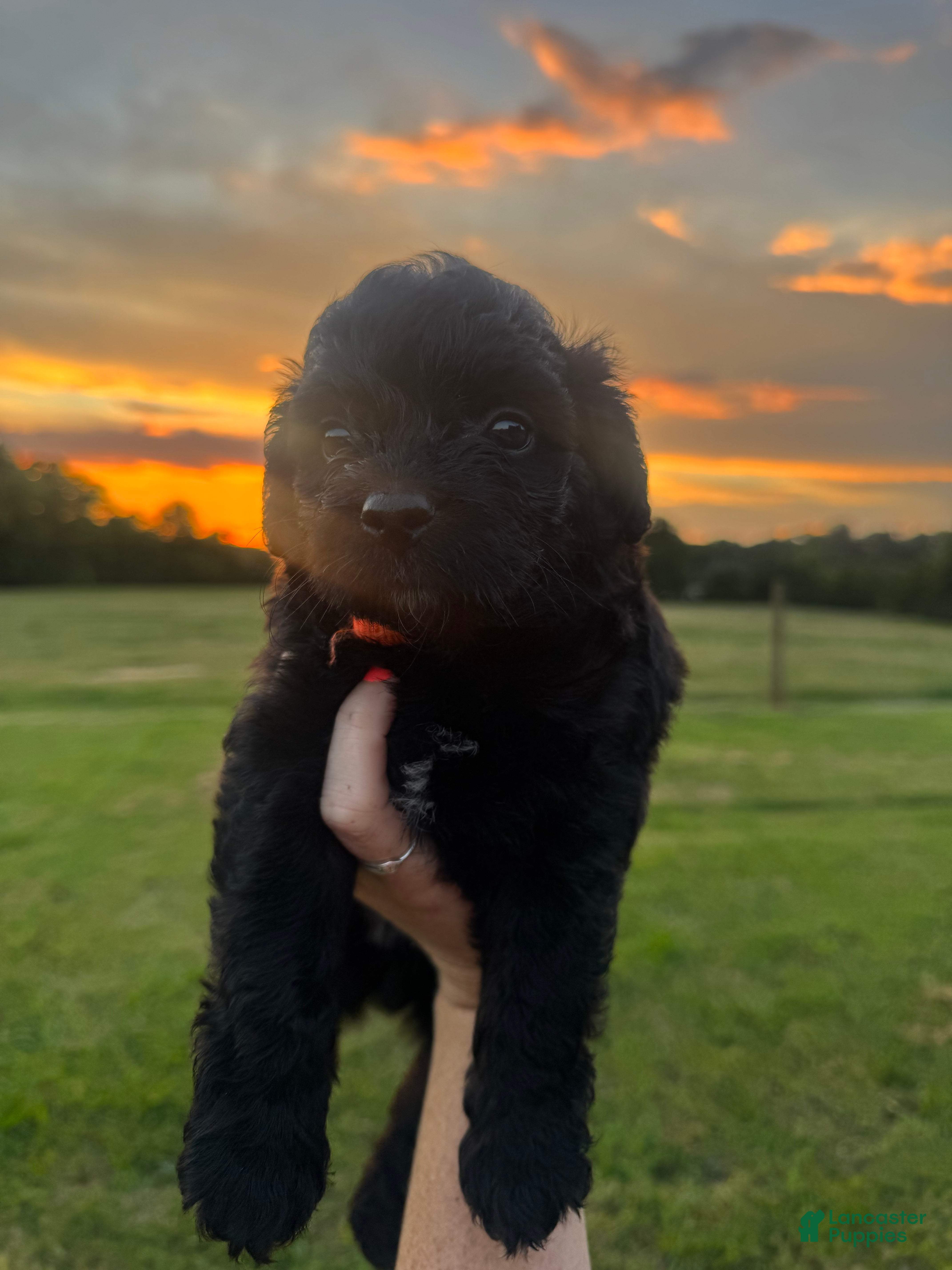 Mini Aussiedoodle dogs Mini Aussiedoodle Male #2 - Ad 2