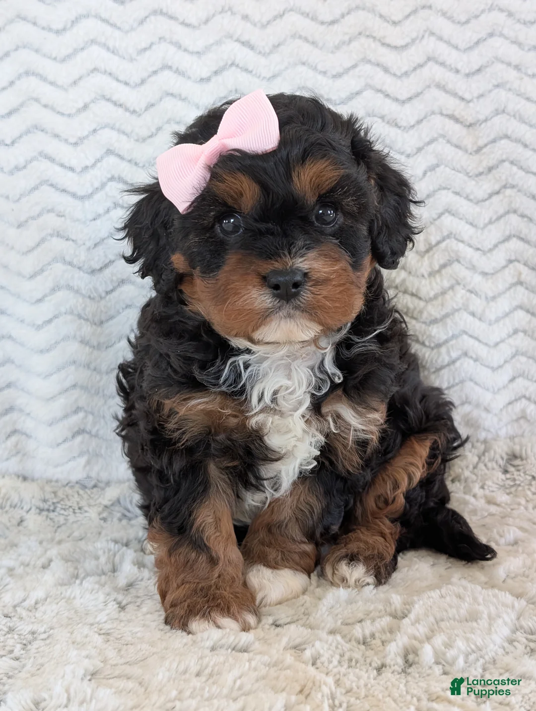Cavapoo dogs for sale: Lily - Ad 1