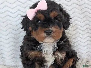 Cavapoo dogs for sale: Lily - Ad 3