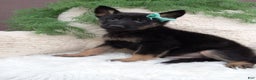 German Shepherd dogs for sale: Bandit  - Ad 2