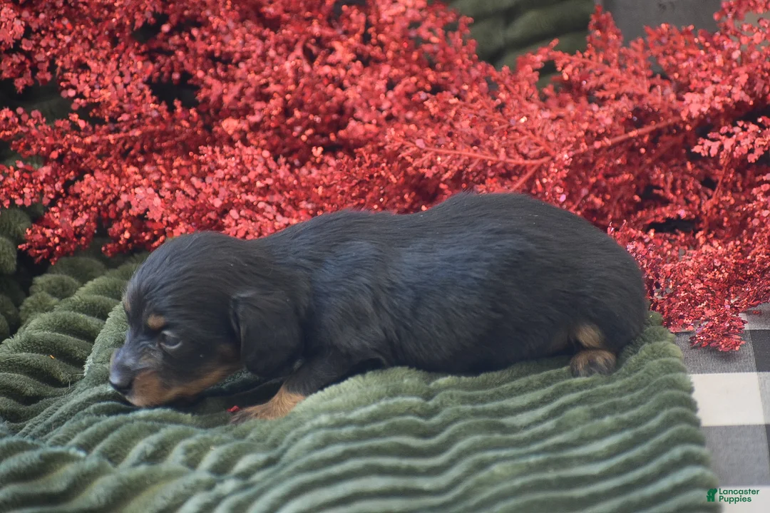 Miniature Dachshund dogs for sale: Abigail - Ad 8