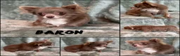 Chihuahua dogs for sale: Micro Thumper Lavender LC - Ad 9