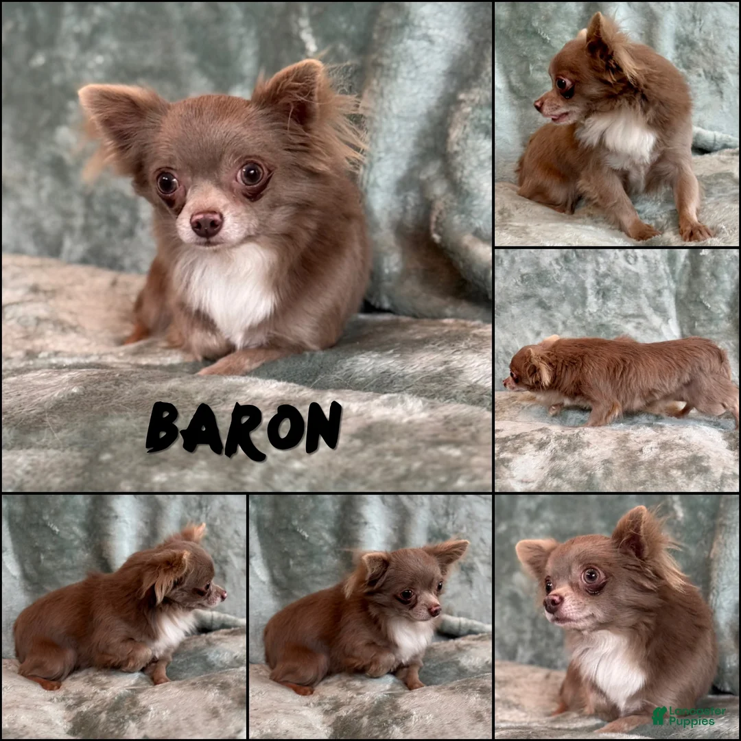 Chihuahua dogs for sale: Micro Thumper Lavender LC - Ad 9