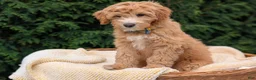 Mini Goldendoodle dogs for sale: Mr. Moose - Ad 5
