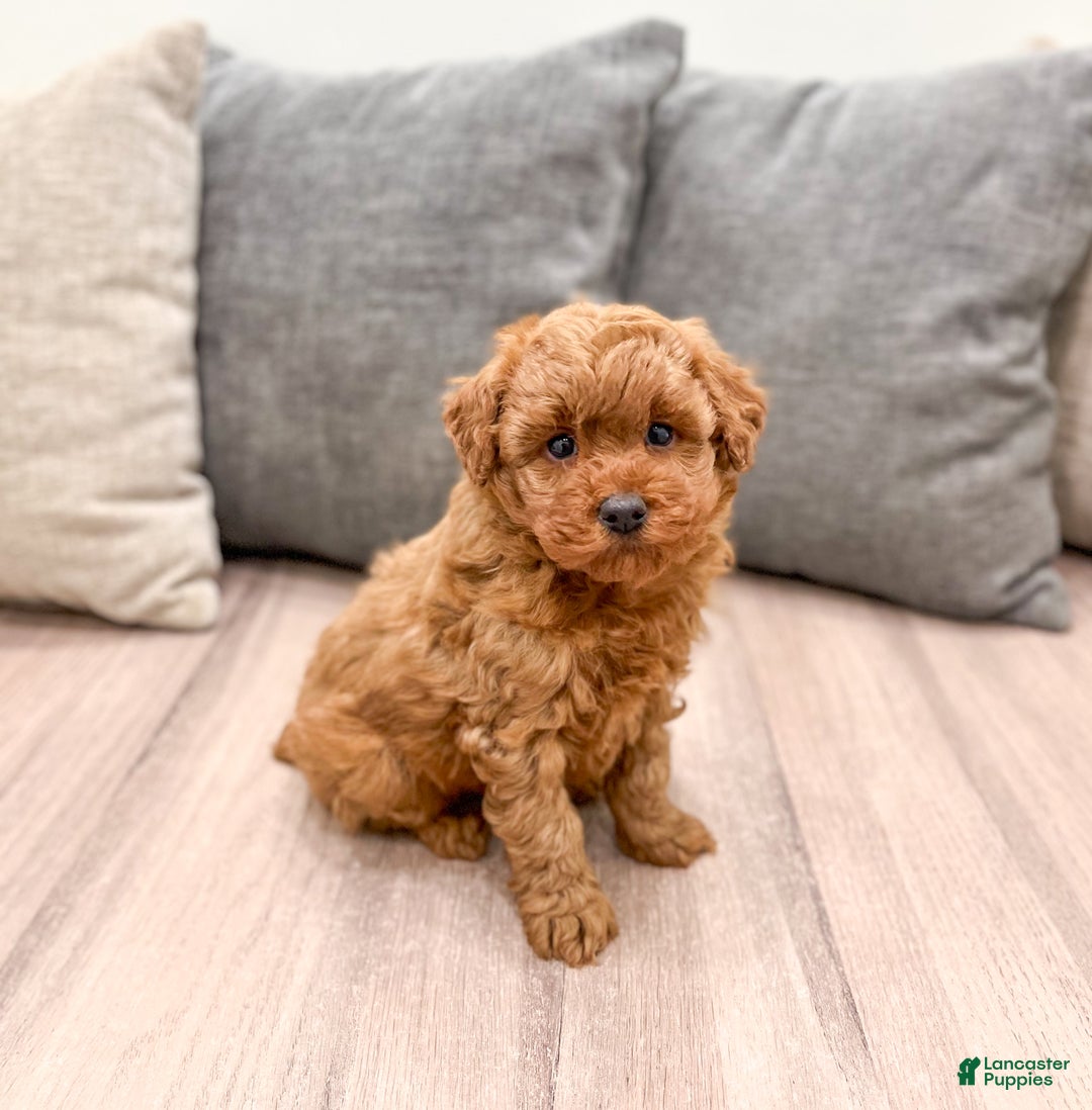 Miniature Poodle dogs for sale: Copper - Ad 3