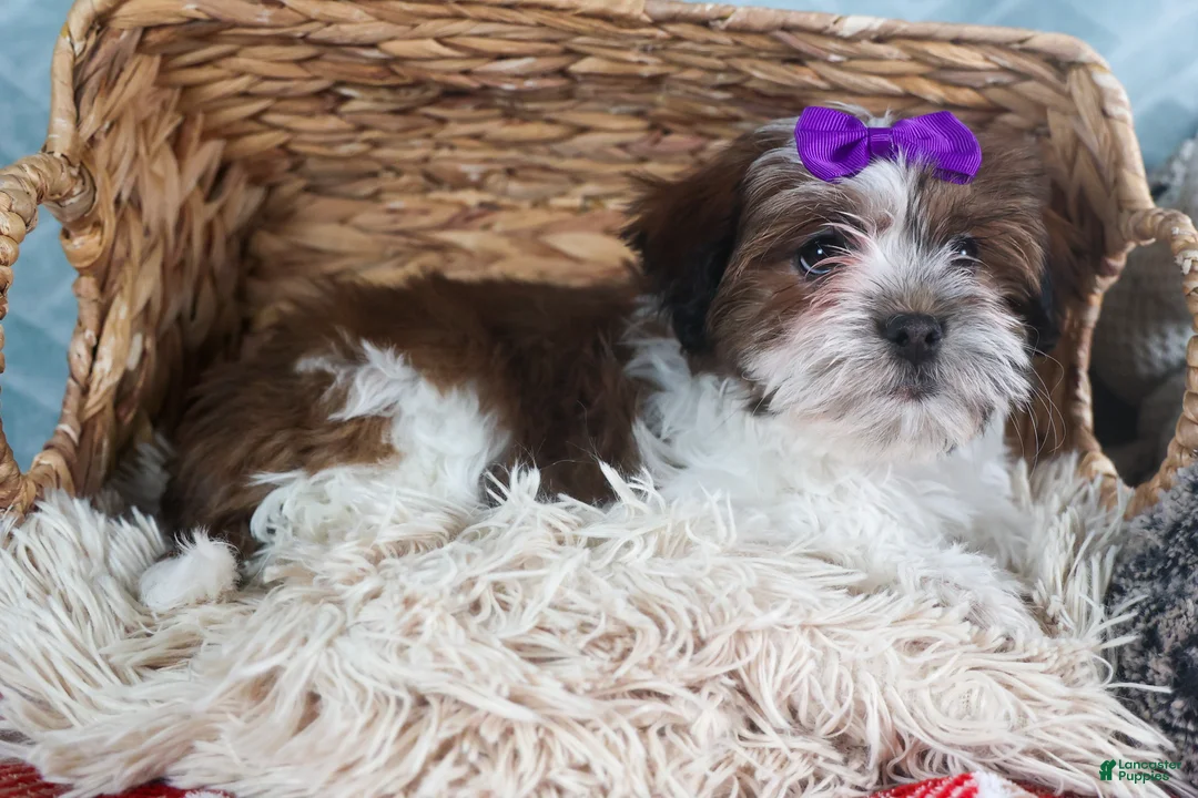 Teddy Bear dogs for sale: GINGER - Ad 6