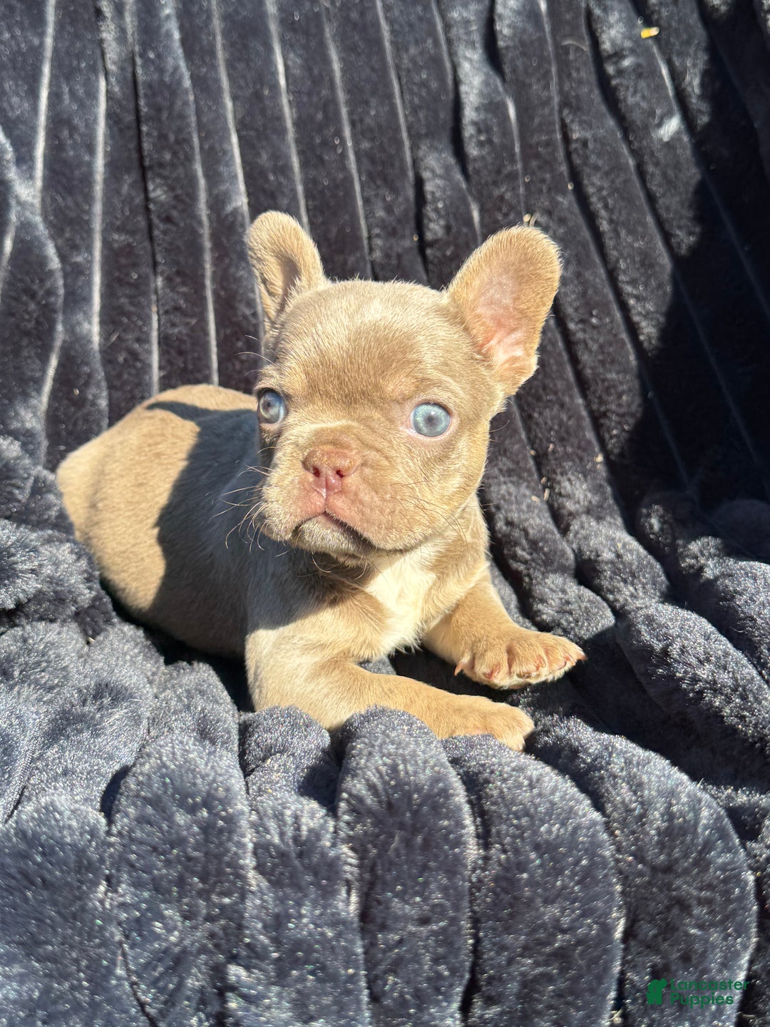 French Bulldog dogs for sale: French Bulldog Puppy 3 - Ad 7