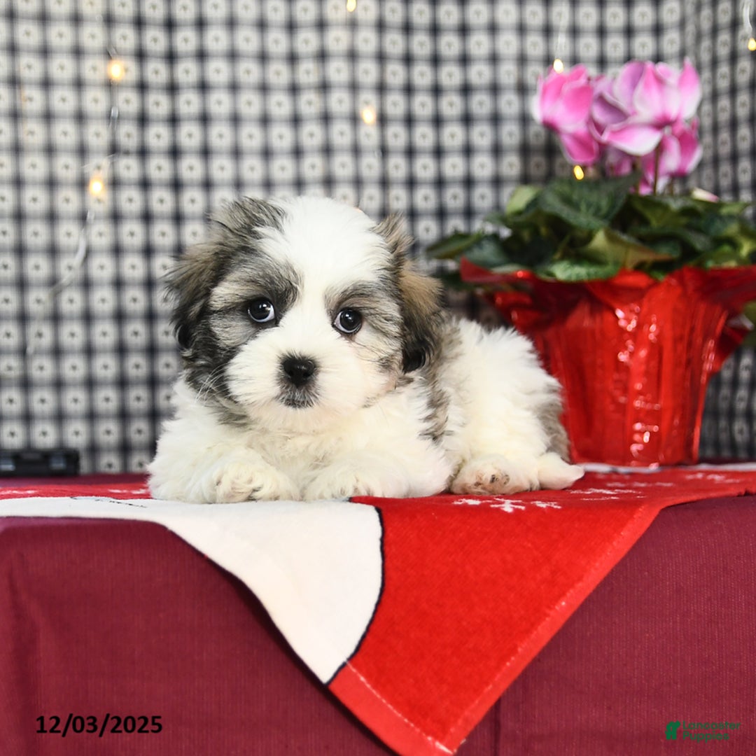 Malshi dogs for sale: Fern - Ad 3