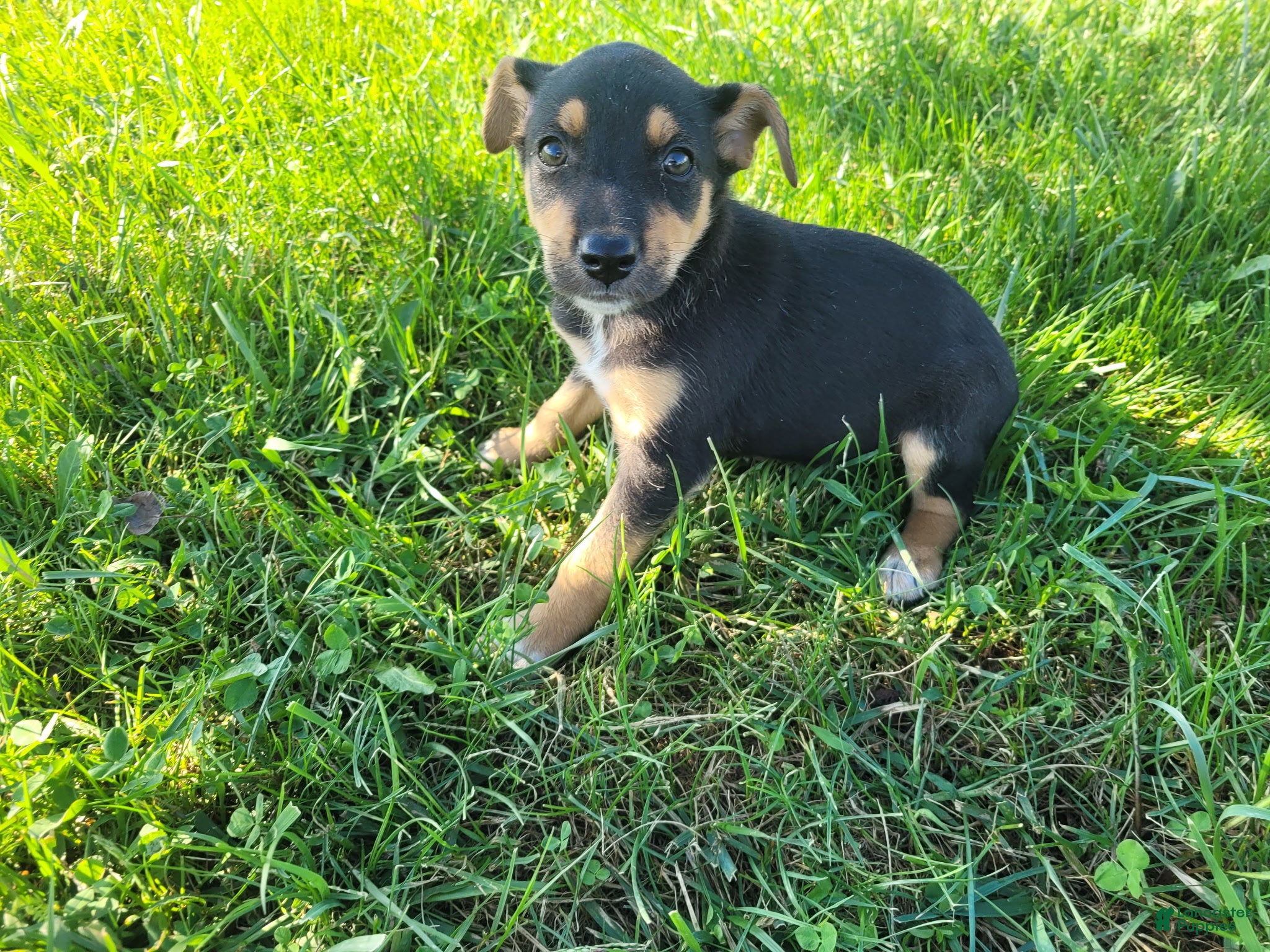 Sheprador dogs Kim - Ad 34