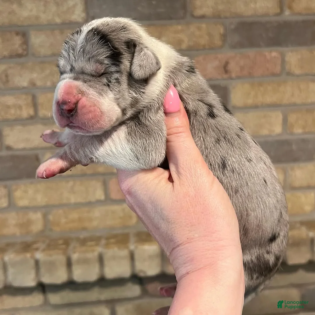 Great Dane dogs for sale: Carbon Creed’s Sterling Vesta - Ad 2