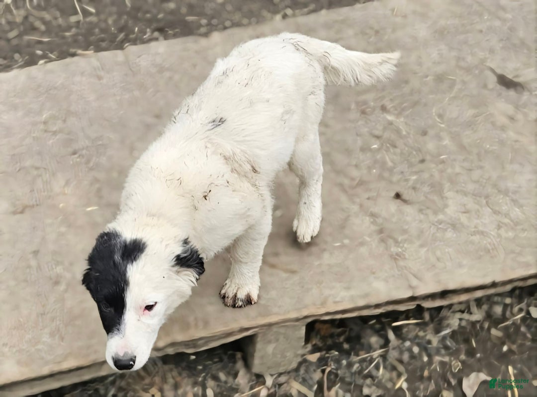 Border Collie dogs for sale: Divvy - Ad 21