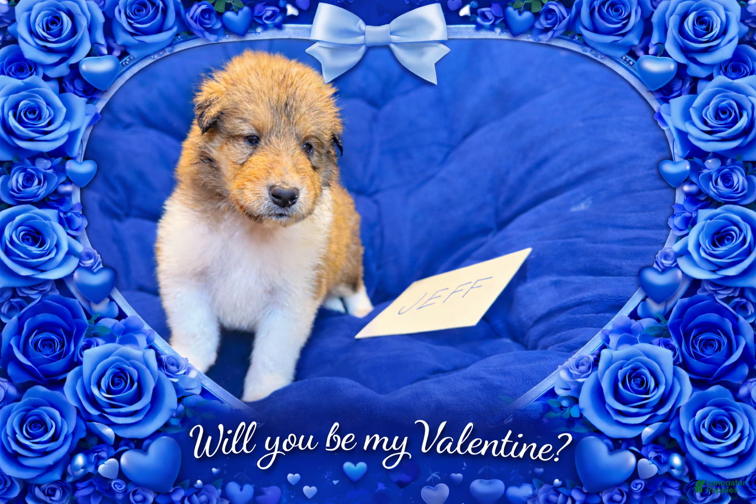 Collie dogs Jeff - Ad 1