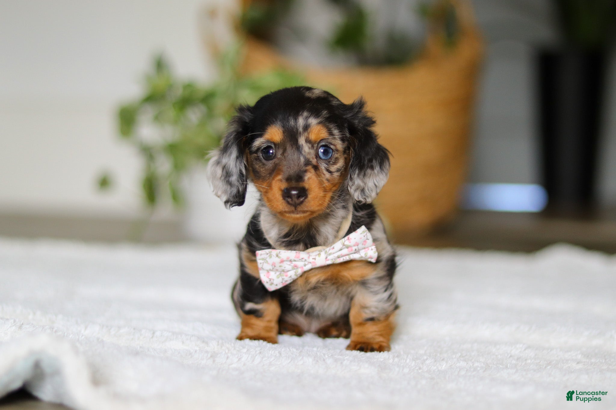 Miniature Dachshund dogs Callie - Ad 2