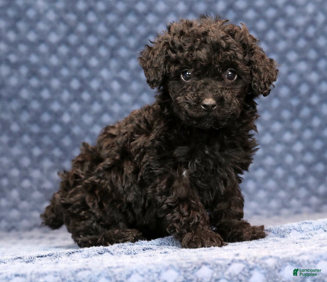 Miniature Poodle dogs for sale: Freya - Ad 3