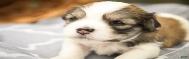 Darcy Havanese 