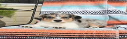 Mixed Breed dogs for sale: Tulip - Ad 3