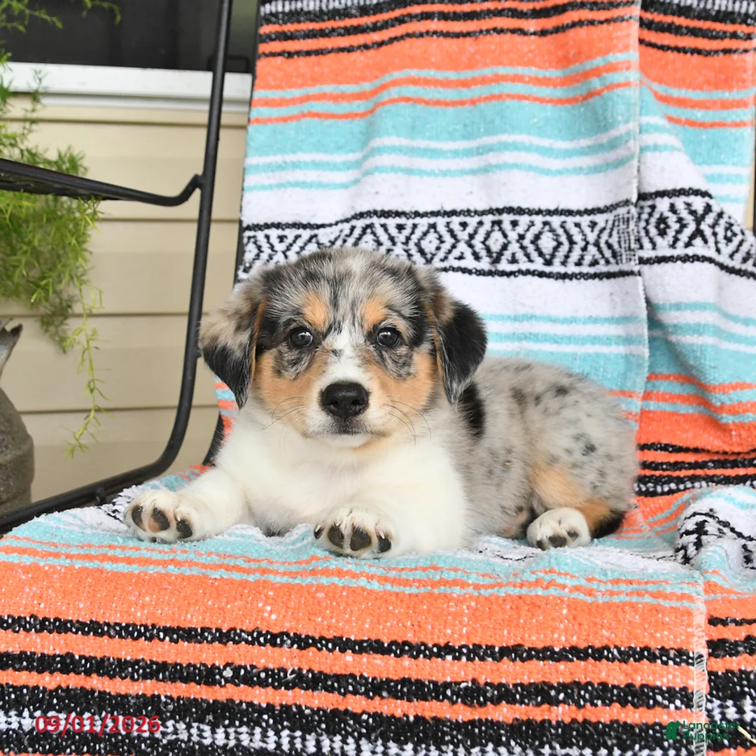 Mixed Breed dogs for sale: Tulip - Ad 3
