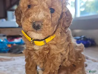 Miniature Poodle dogs PIERRE - Ad 9
